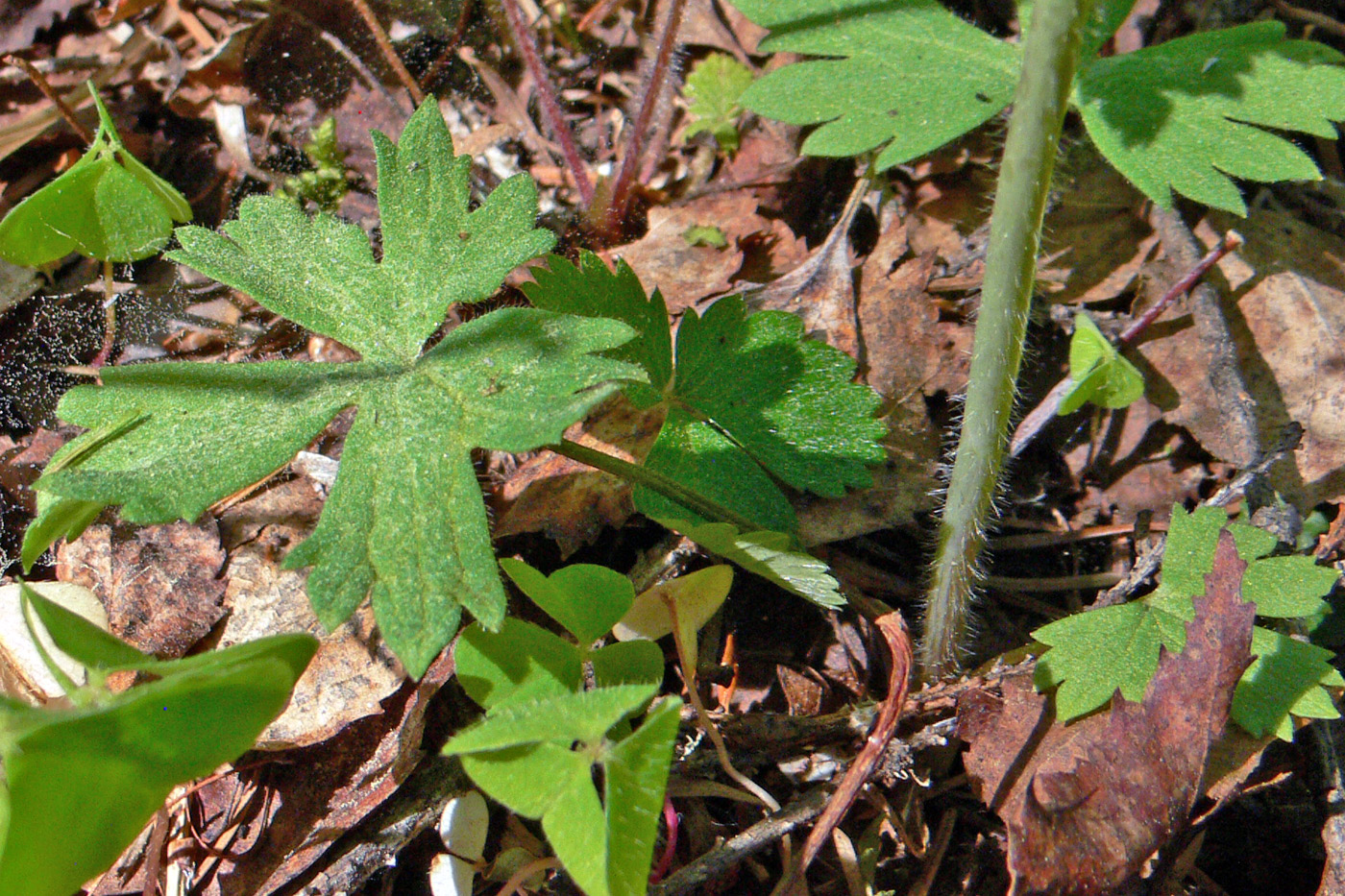 Image of Ranunculus subborealis specimen.