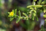 Delosperma echinatum