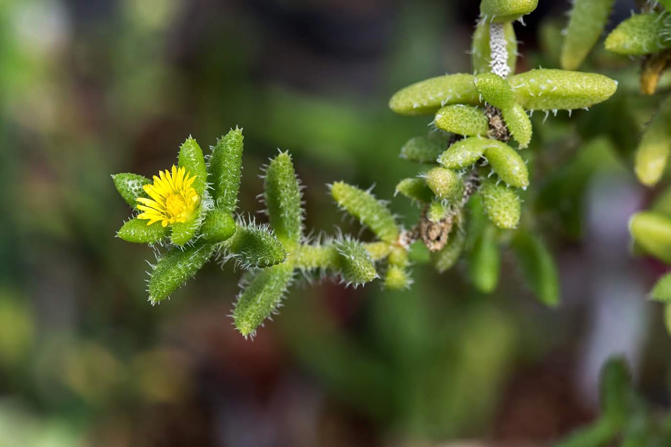 Image of Delosperma echinatum specimen.