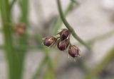 Juncus filiformis