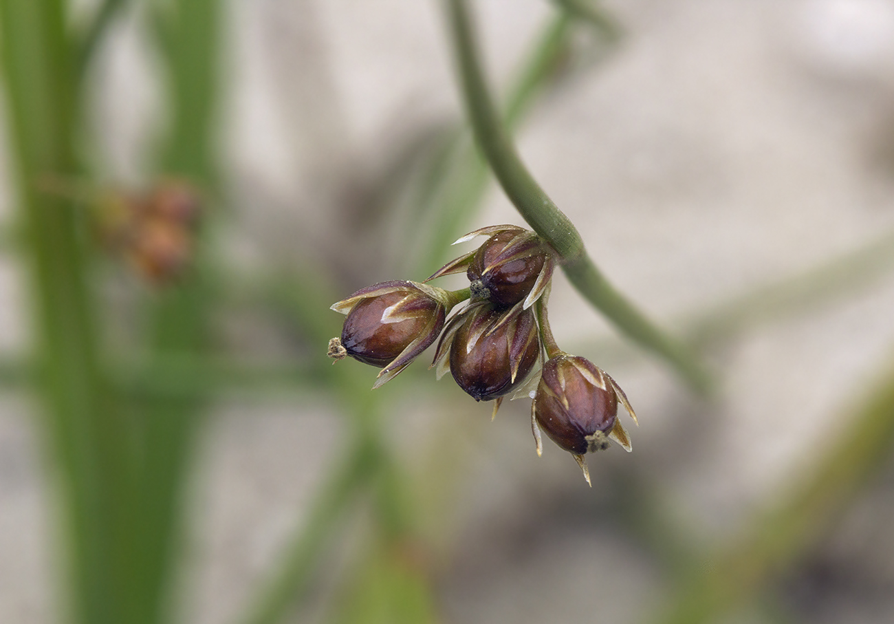 Изображение особи Juncus filiformis.