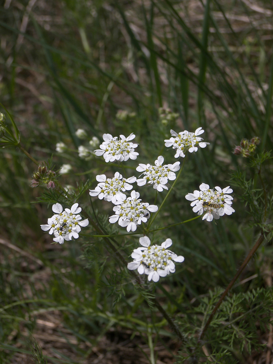 Изображение особи Chaerophyllum crinitum.