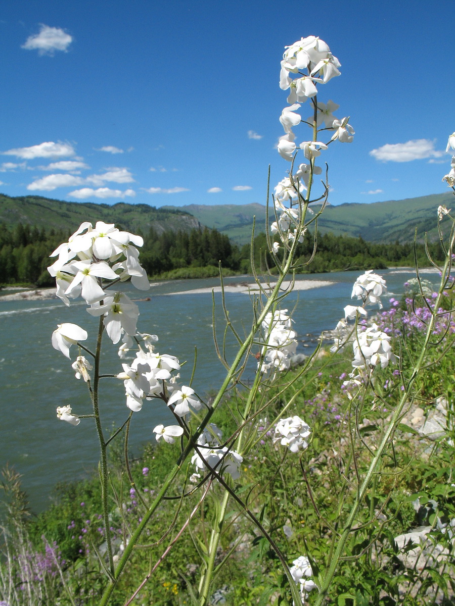 Image of Hesperis sibirica ssp. pseudonivea specimen.