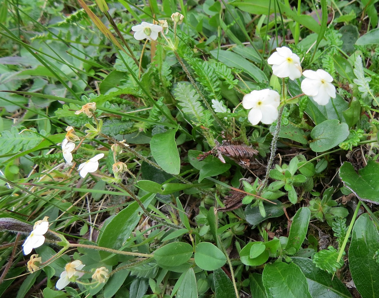 Image of Androsace arctisibirica specimen.