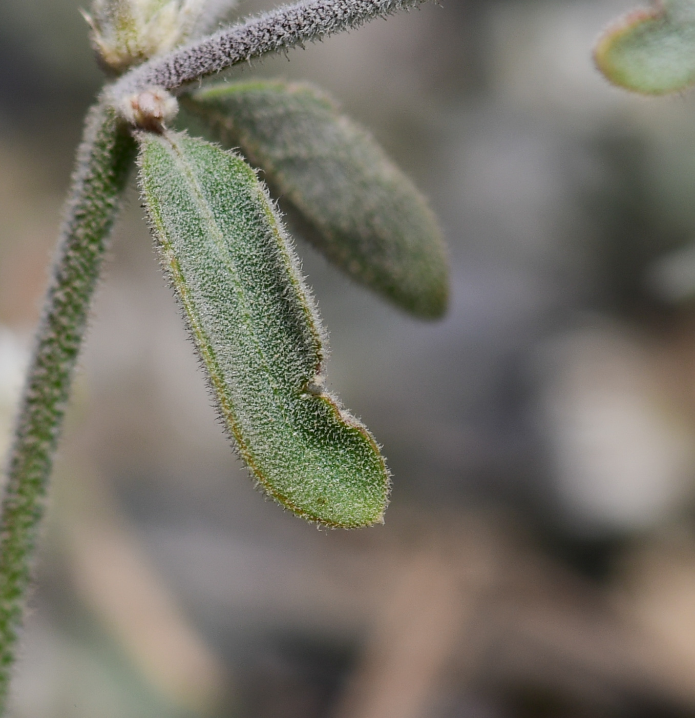 Изображение особи Alternanthera halimifolia.