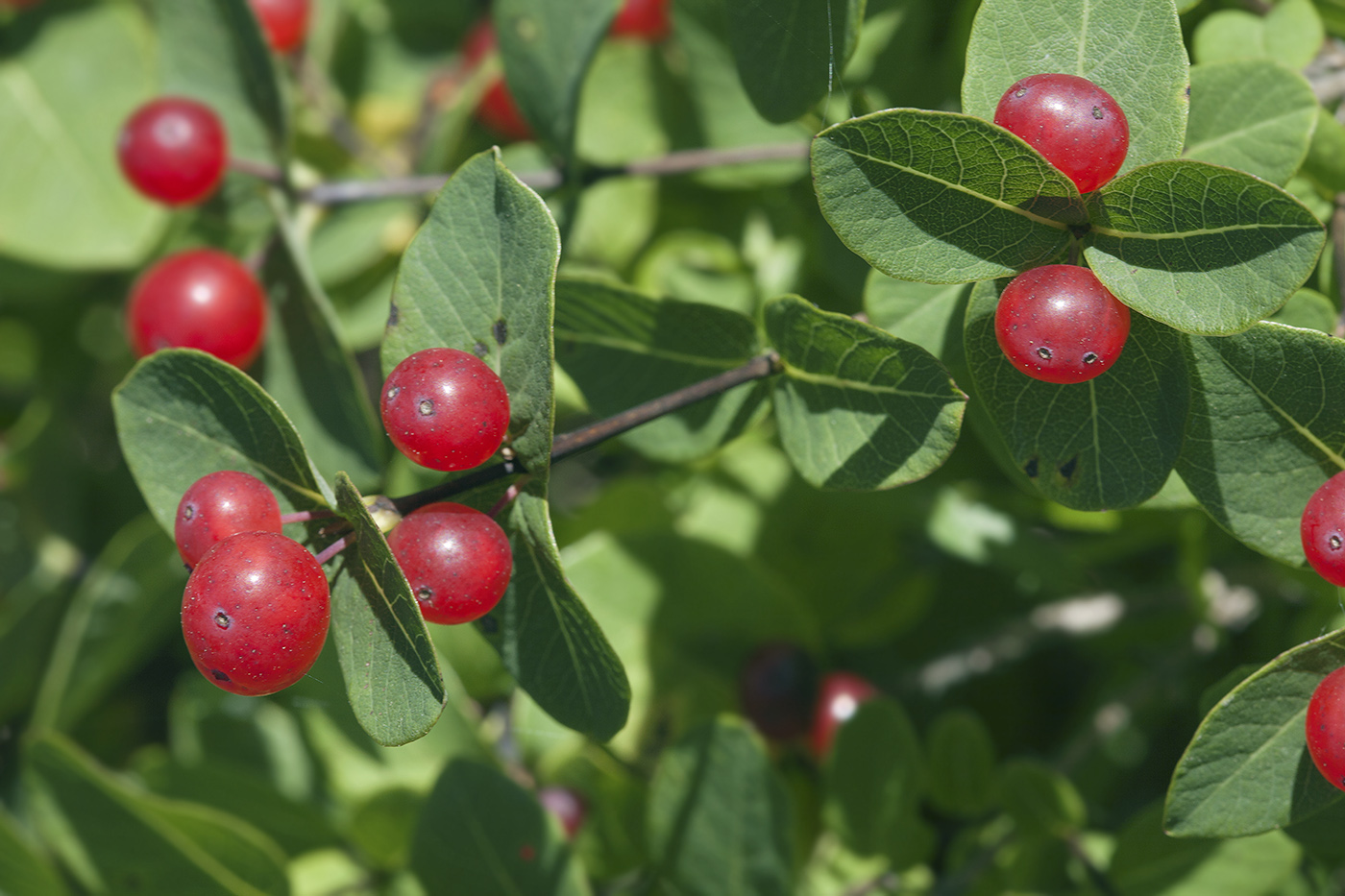 Изображение особи Lonicera chamissoi.