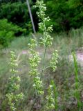 Silene eugeniae