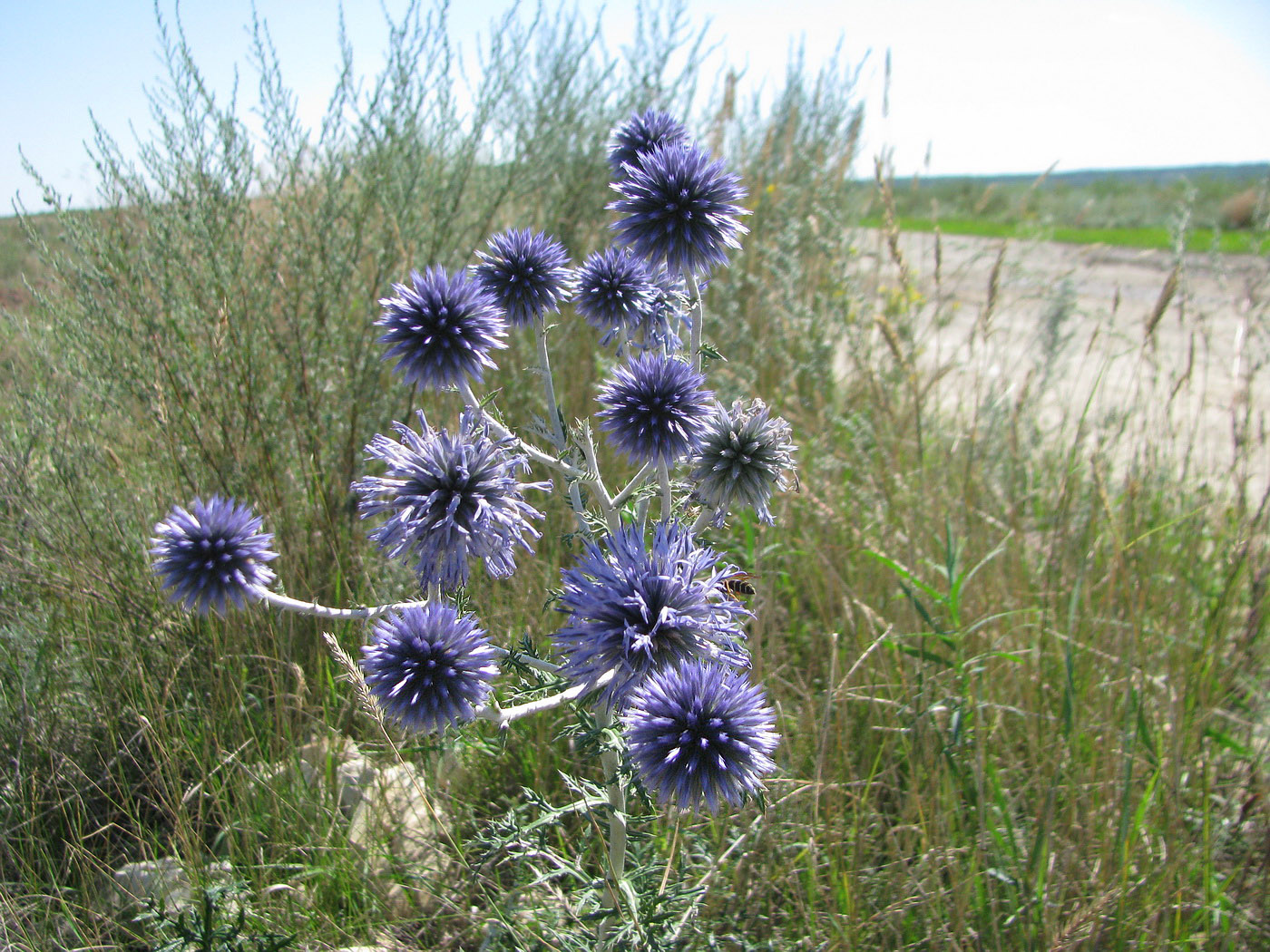 Image of Echinops biebersteinii specimen.