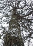 Pinus nigra. Ствол и крона. Украина, г. Львов, дендропарк НЛТУ, у смотровой площадки, в культуре. 05.01.2020.