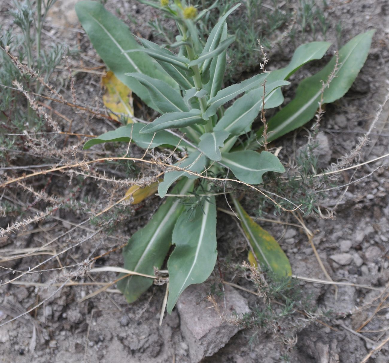 Image of genus Isatis specimen.