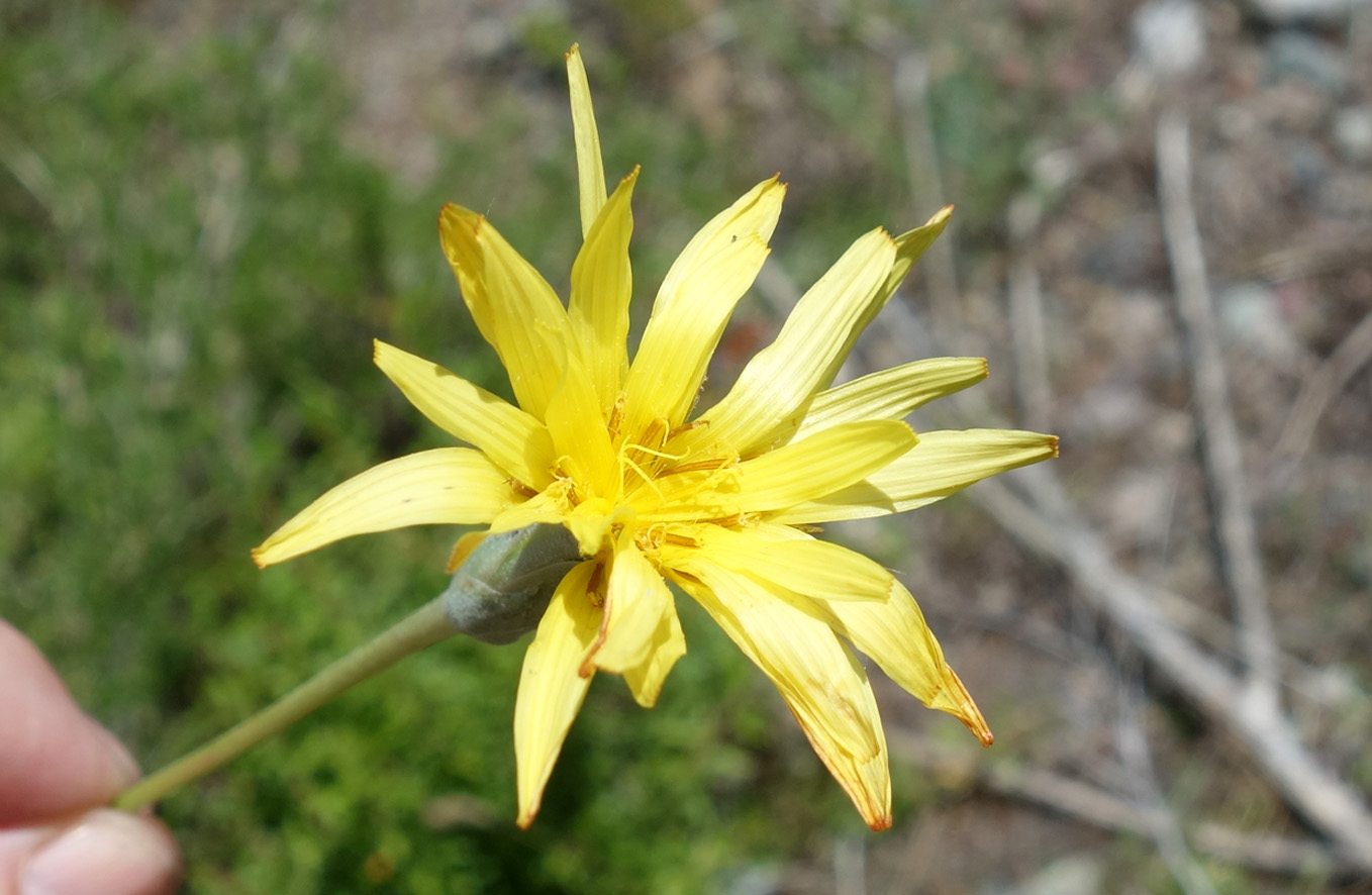 Image of Scorzonera pubescens specimen.