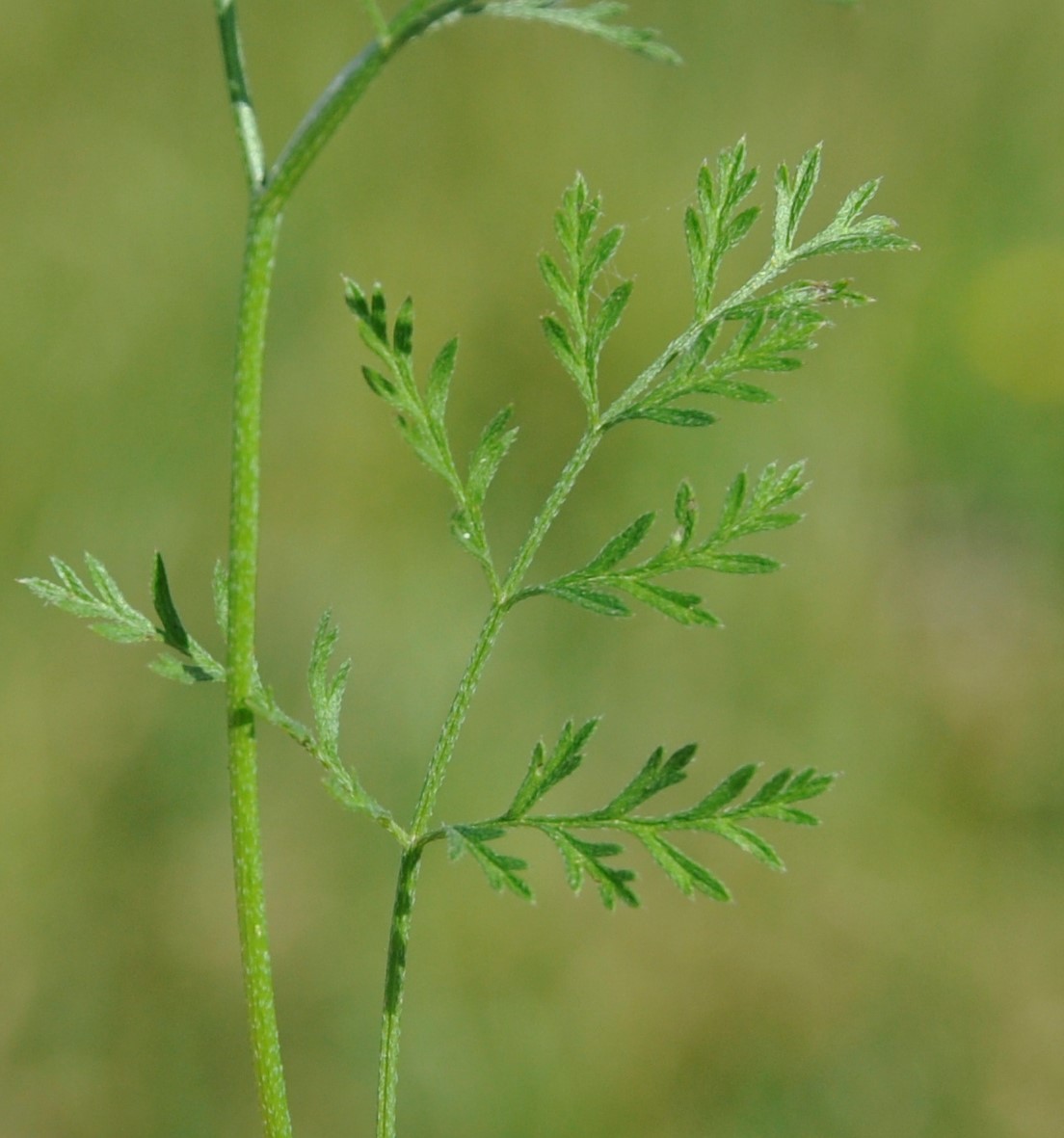 Изображение особи Torilis leptophylla.