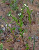 Buglossoides rochelii