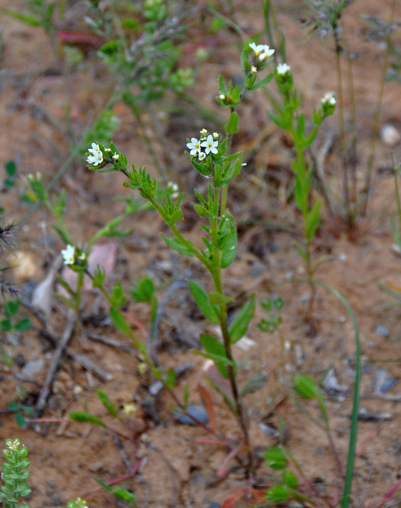 Изображение особи Buglossoides rochelii.