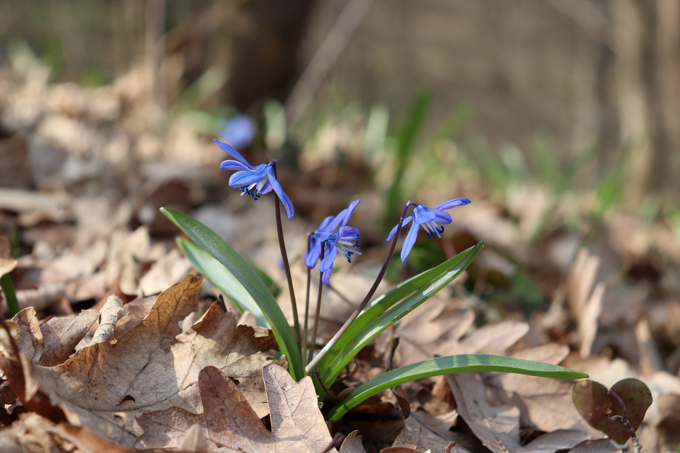 Изображение особи Scilla siberica.