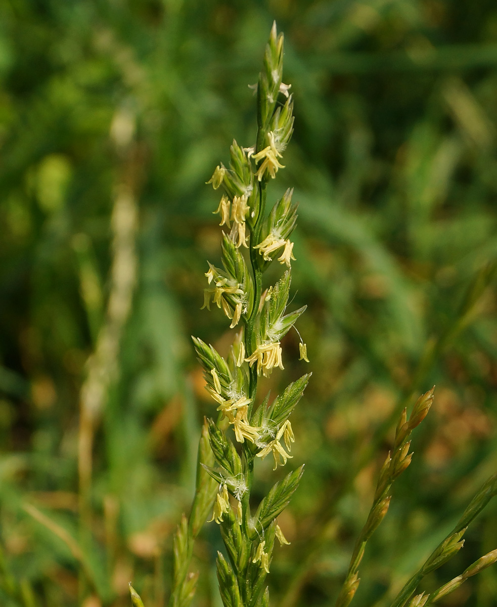 Image of Lolium perenne specimen.