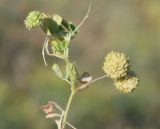 Medicago rigidula