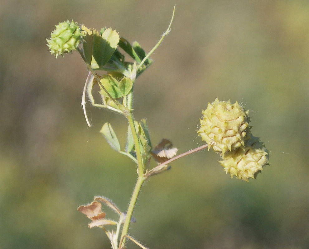 Изображение особи Medicago rigidula.