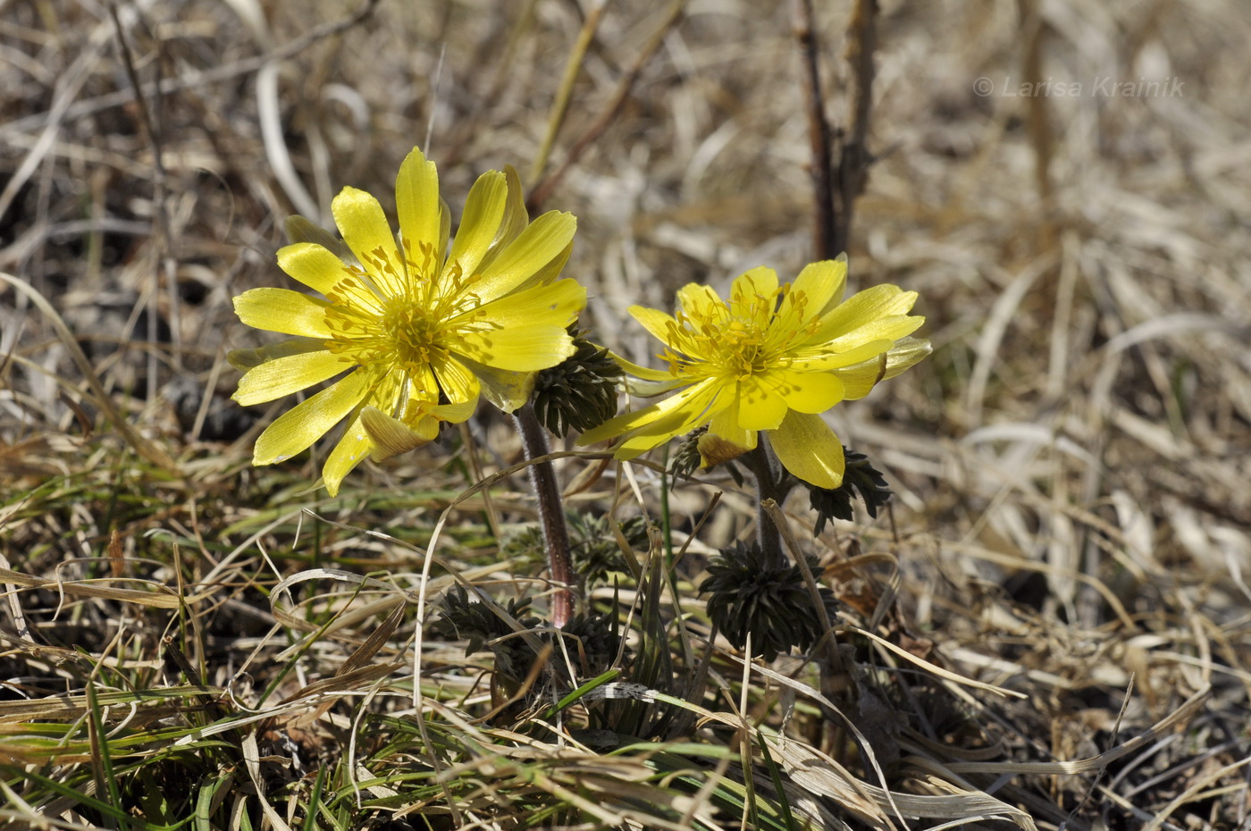 Image of Adonis amurensis specimen.