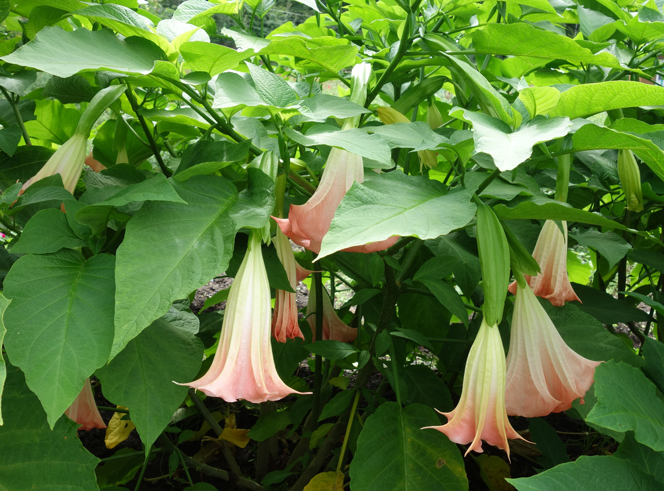 Image of Brugmansia versicolor specimen.