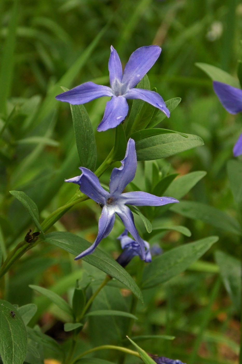 Image of Vinca herbacea specimen.