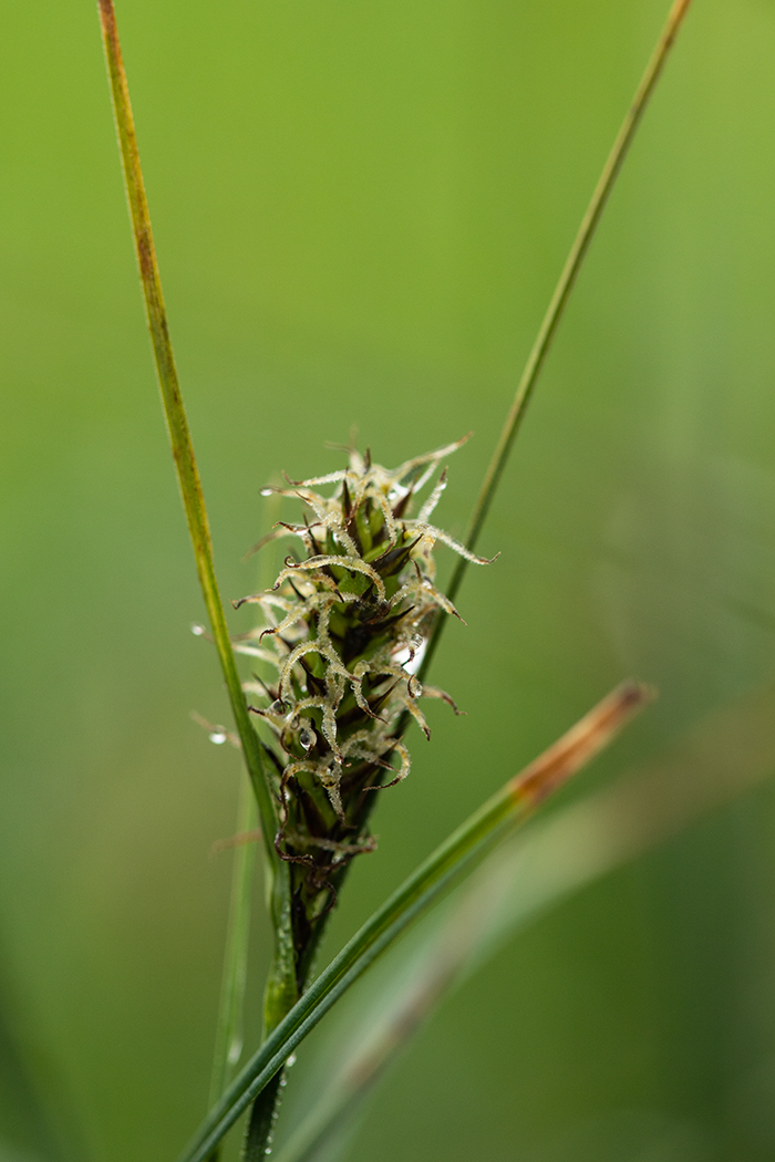 Image of Carex melanostachya specimen.