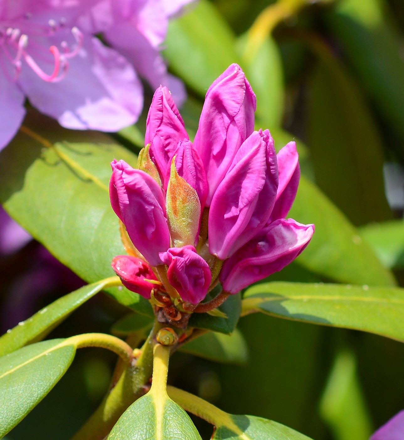 Изображение особи Rhododendron ponticum.