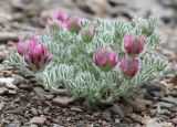 Astragalus setosulus