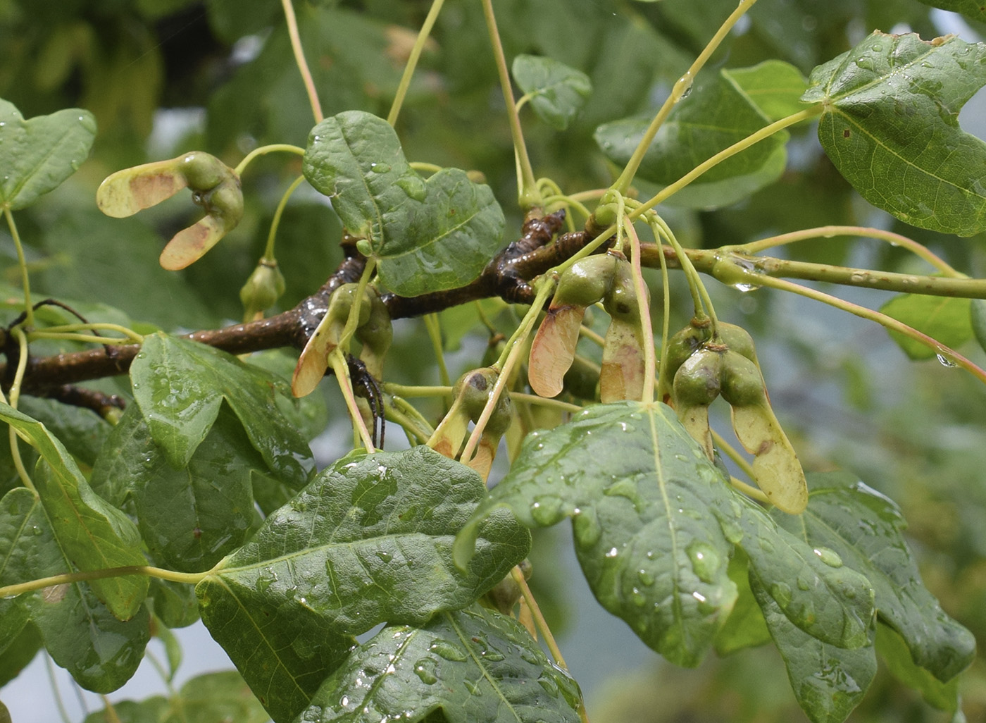 Image of Acer monspessulanum specimen.