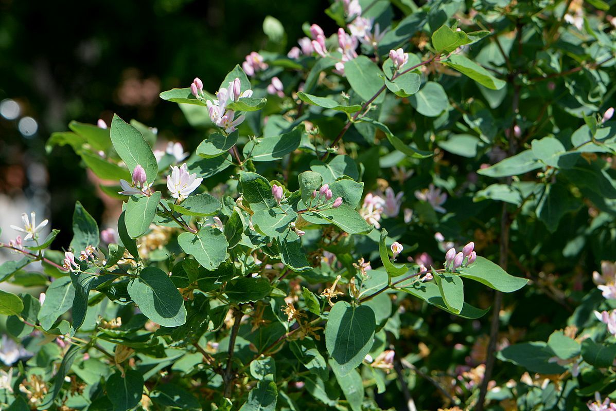 Image of Lonicera tatarica specimen.