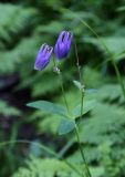 Aquilegia sibirica