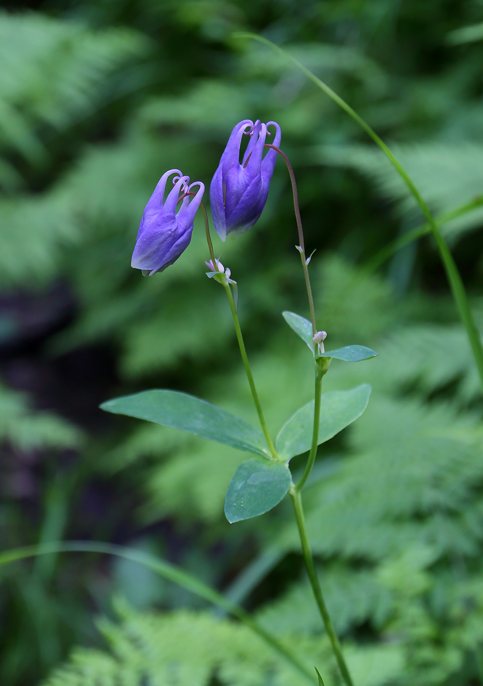 Image of Aquilegia sibirica specimen.