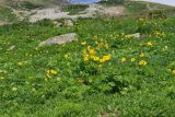 Pulsatilla aurea