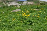 Pulsatilla aurea. Цветущие растения. Карачаево-Черкесия, Домбай, гора Мусса-Ачитара, 2600 м н.у.м. 17.07.2010.