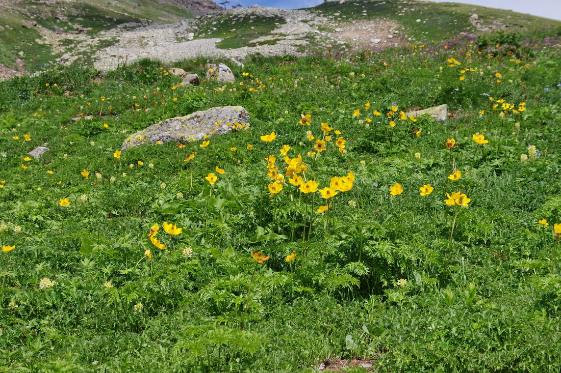 Изображение особи Pulsatilla aurea.