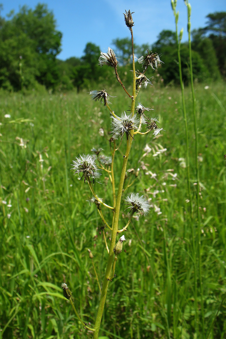 Изображение особи Crepis praemorsa.