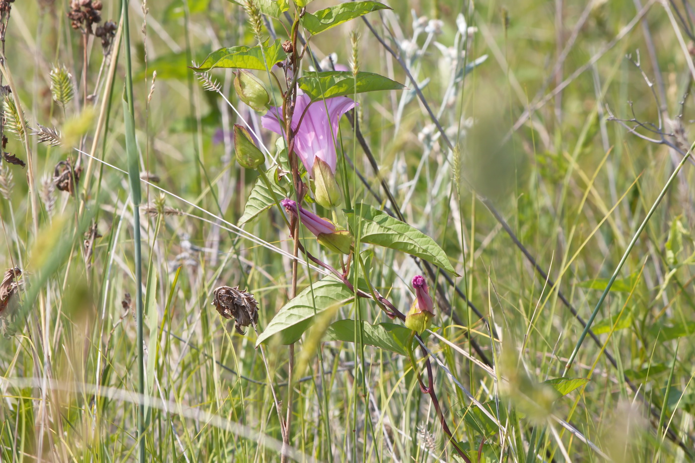 Image of Calystegia spectabilis specimen.