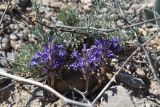 Orobanche amoena form colossea. Цветущее растение. Таджикистан, Согдийская обл., Исфара, глинисто-щебнистый адыр. 10 мая 2019 г.
