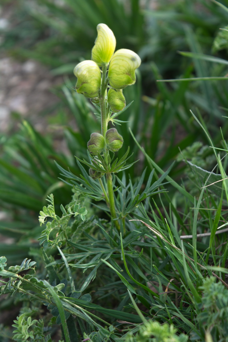 Изображение особи Aconitum confertiflorum.