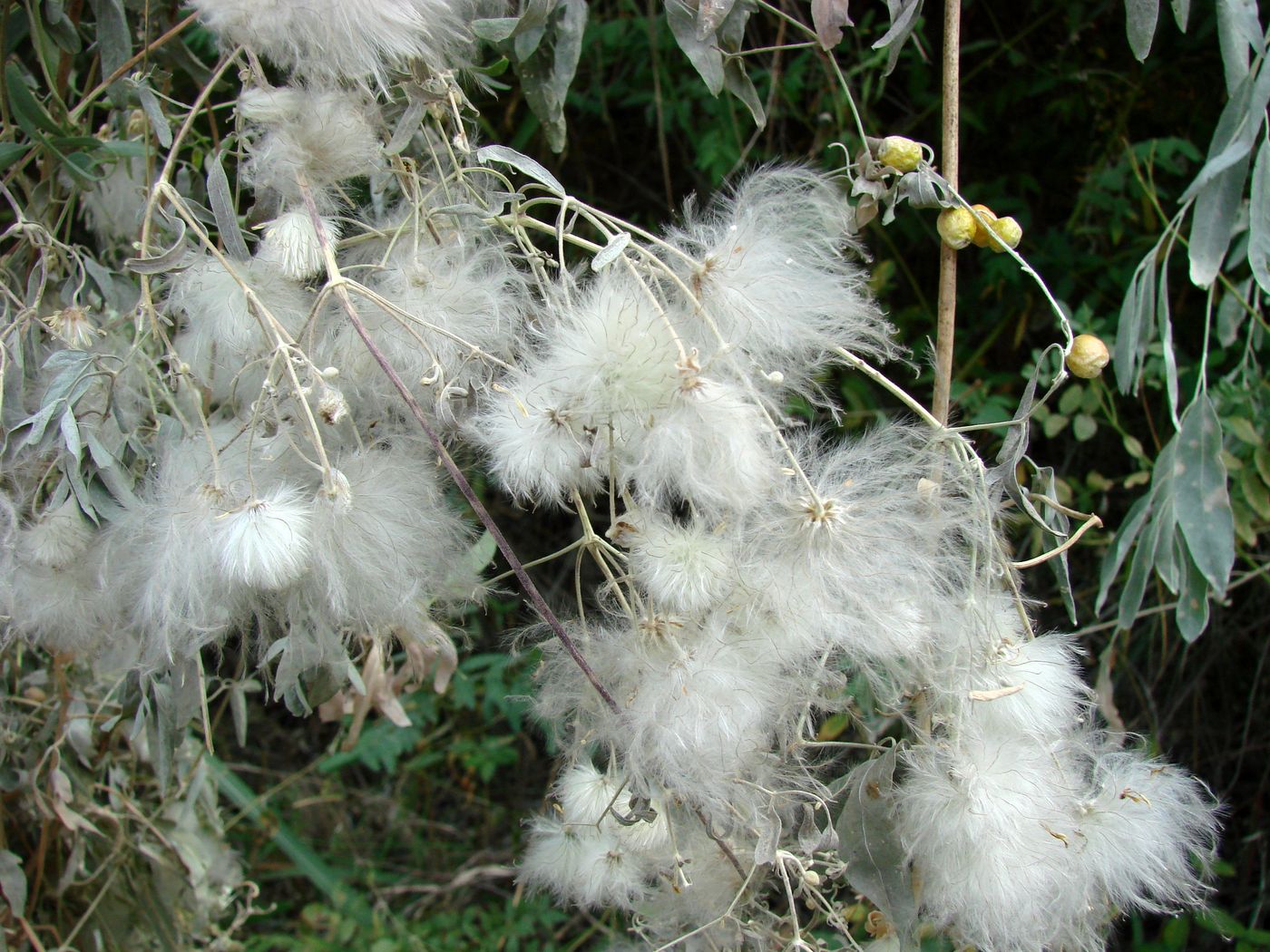 Изображение особи Clematis orientalis.