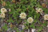 Trifolium repens