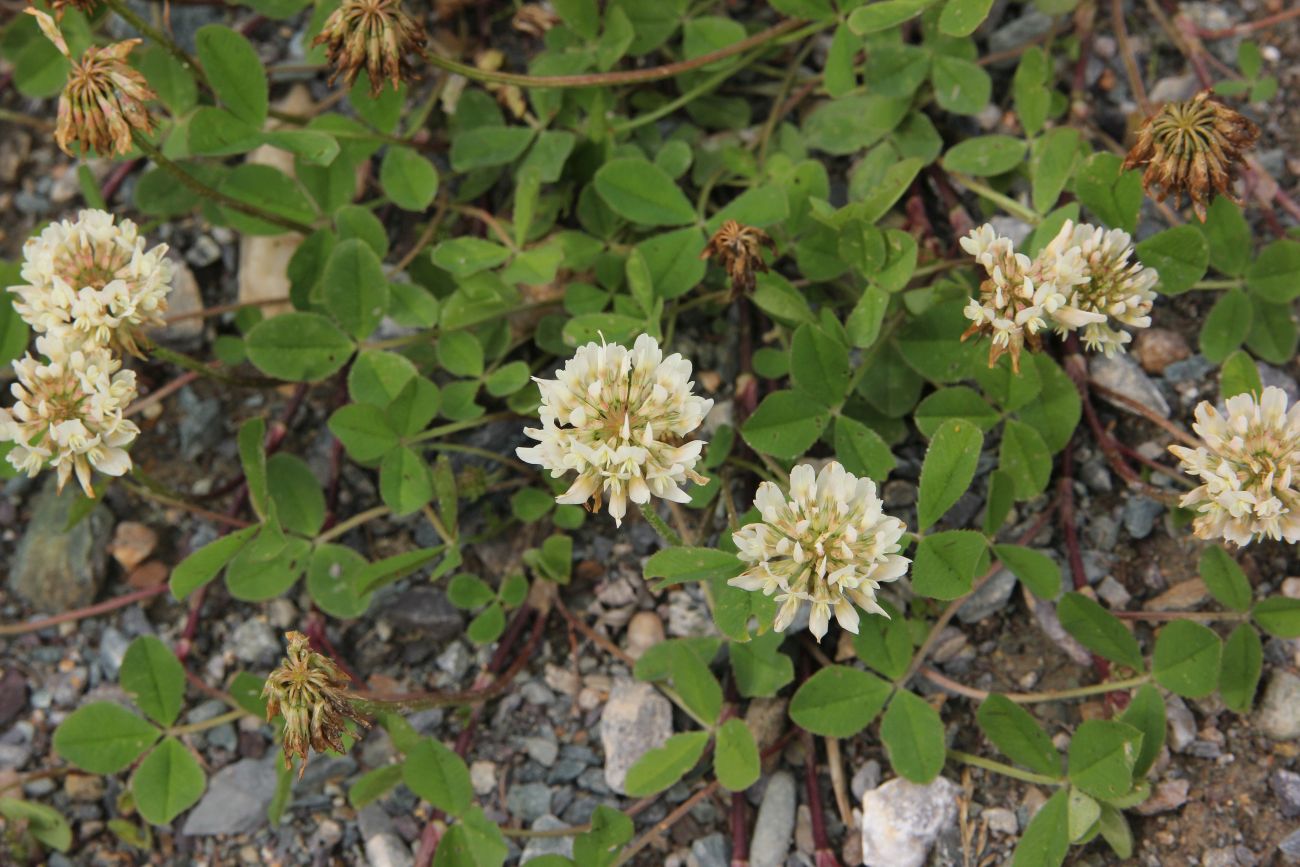 Image of Trifolium repens specimen.