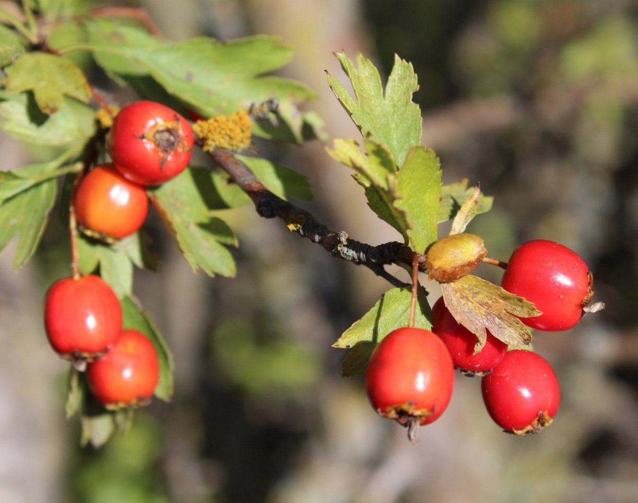 Изображение особи Crataegus rhipidophylla.