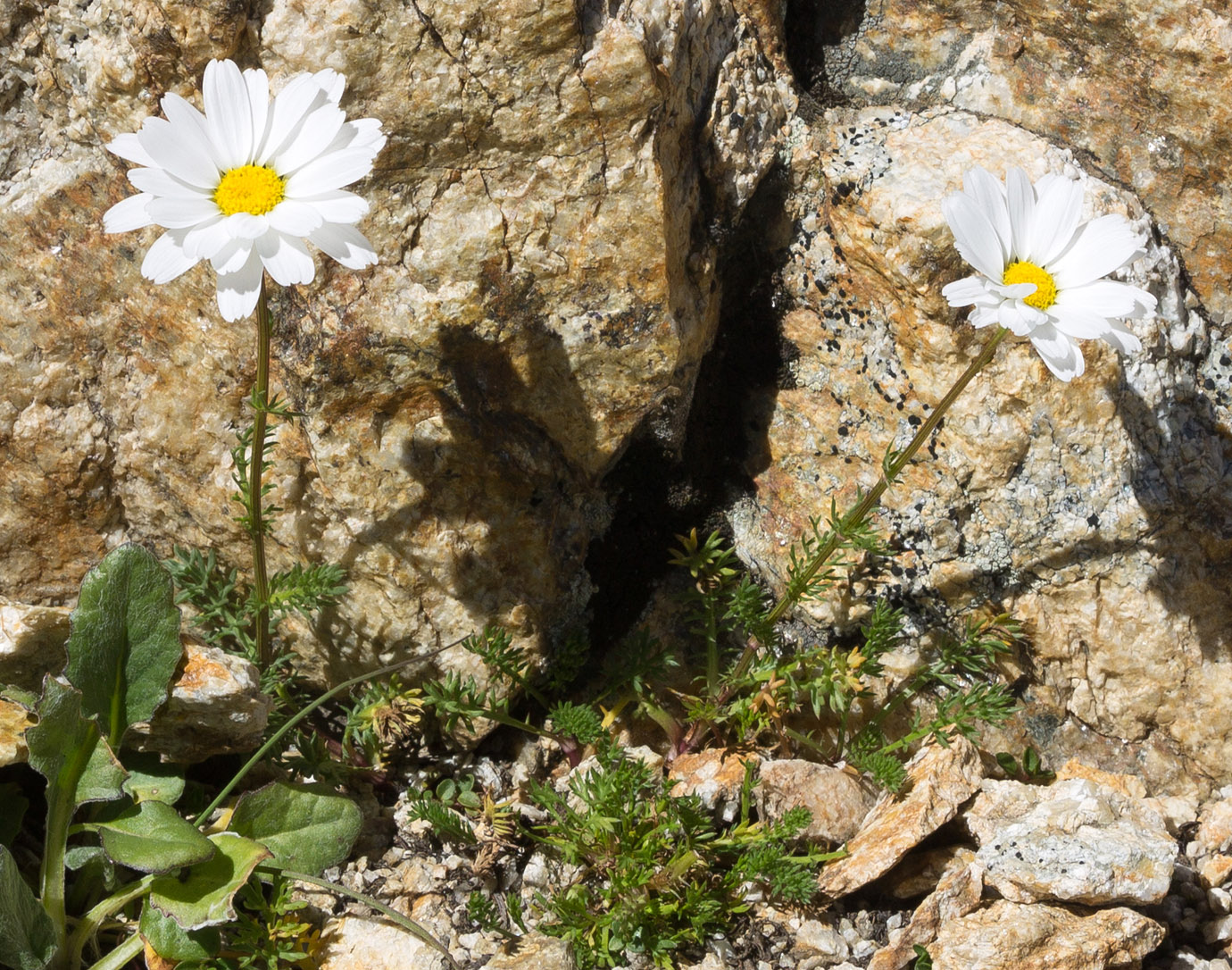 Изображение особи Tripleurospermum caucasicum.