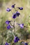 Delphinium poltaratzkii