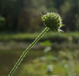 Knautia tatarica