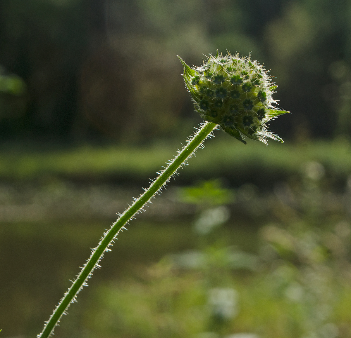 Image of Knautia tatarica specimen.