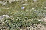 Linum squamulosum. Цветущее растение в сообществе с Teucrium polium. Крым, г. Симферополь, окр. мкр-на Пневматика, куэста. 29.08.2020.