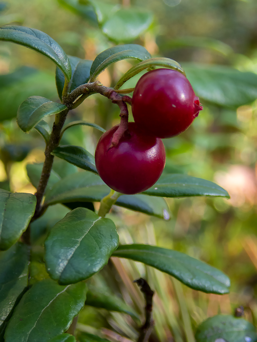 Image of Vaccinium vitis-idaea specimen.