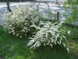 Spiraea × cinerea